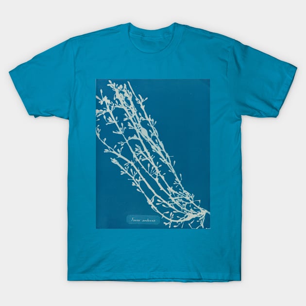 Vintage Seaweed Photography Collection 6 of 12 T-Shirt by JoolyA